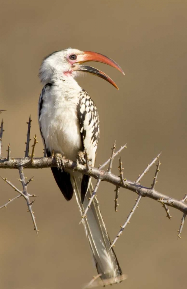 Kenya Red-billed hornbill bird on thorny tree